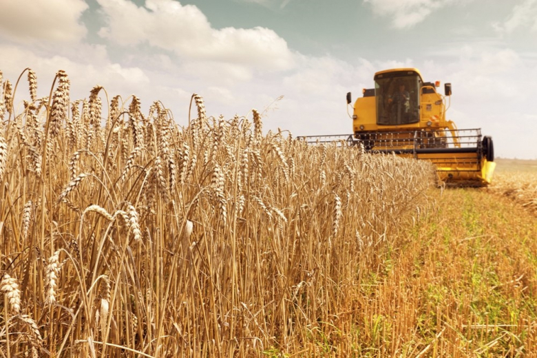 В Омской области часть зерновых посевов вынужденно скашивают на корма